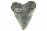 Serrated, Fossil Megalodon Tooth - Georgia #338794-1